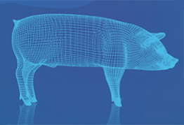 Pig Ranl EVLncRNAs V3.0